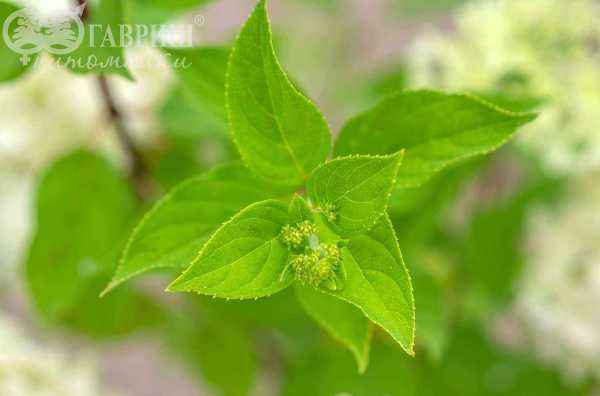 саженцы Гортензия метельчатая Limelight