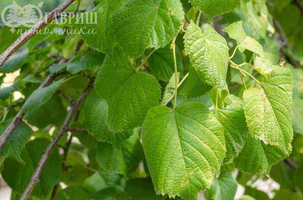 Саженцы липа крупнолистная rubra