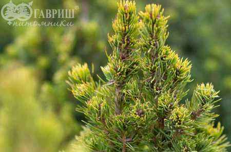 Купить ель канадская rainbow's end деревья и растения