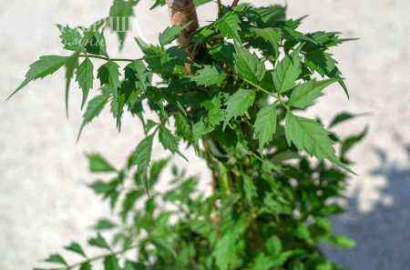 саженцы Кампсис укореняющийся Flamenco