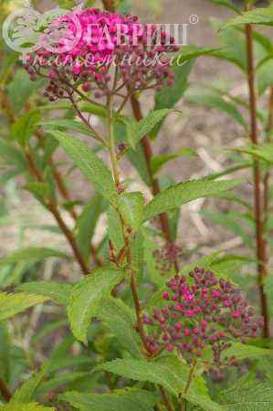 саженцы Спирея японская Neon Flash