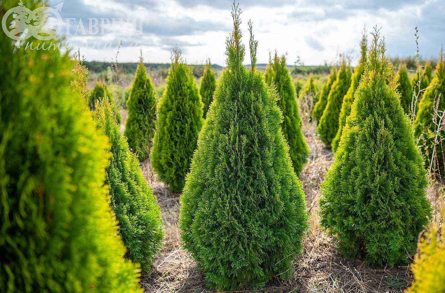 Туя западная Golden Smaragd