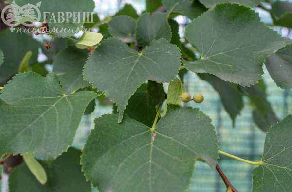 Саженцы липа мелколистная (сердцевидная)