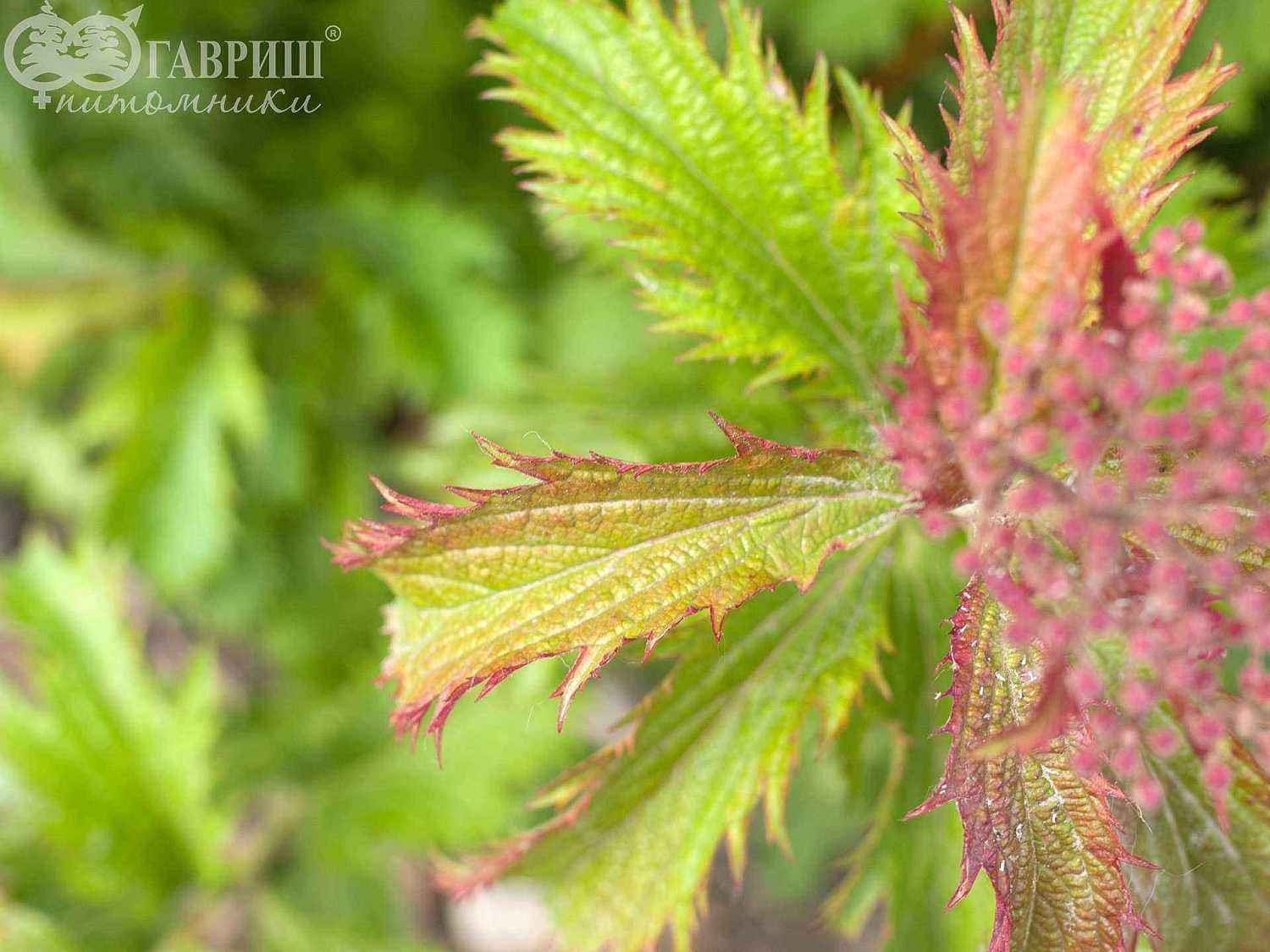 Спирея японская Crispa