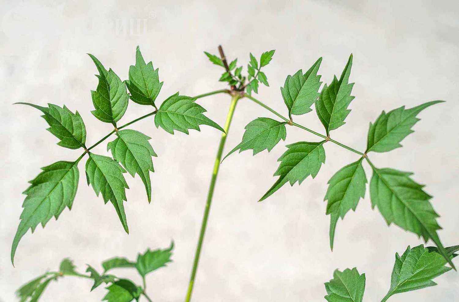 Кампсис укореняющийся Flamenco