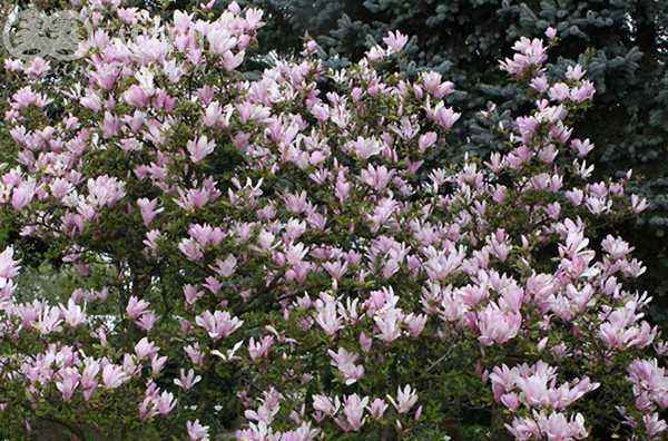 Саженцы магнолия george henry kern Саженцы магнолия george henry kern