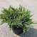 Купить можжевельник горизонтальный andorra variegata деревья и растения