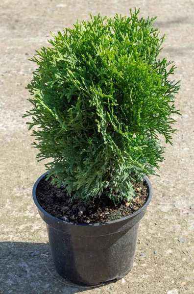 Купить туя западная little giant деревья и растения