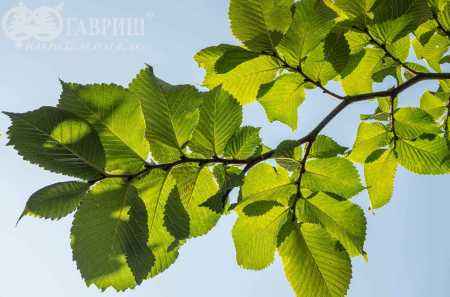 Саженцы вяз camperdownii