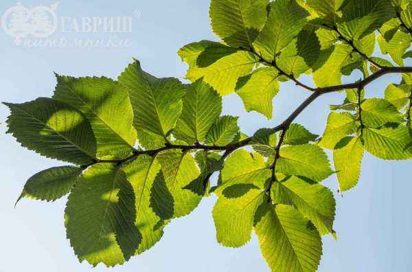 Саженцы вяз camperdownii