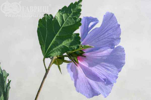 саженцы Гибискус сирийский Marina