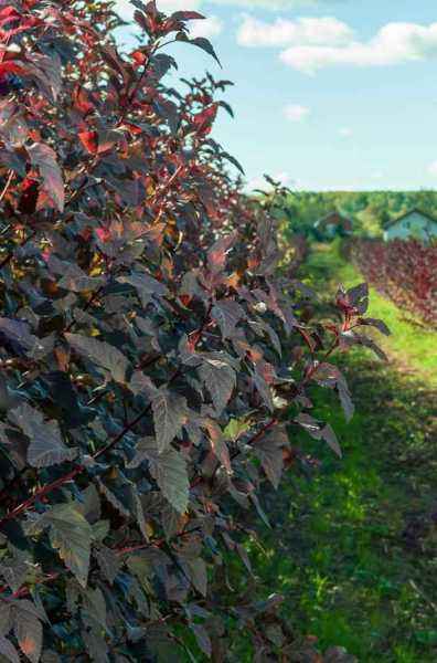 саженцы Пузыреплодник калинолистный Red Baron