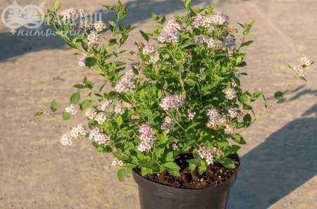 саженцы Спирея японская Little Princess