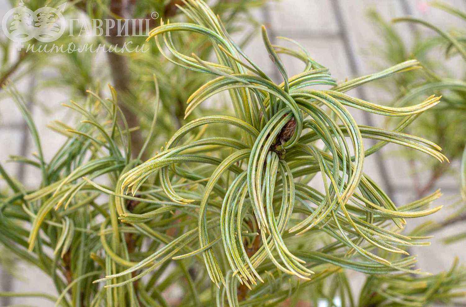 Сосна веймутова Tiny Kurls