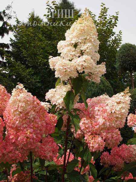 саженцы Гортензия метельчатая Vanille Fraise (Renhy)