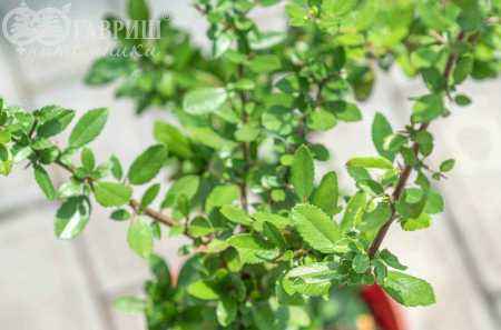 саженцы Пираканта Orange Glow