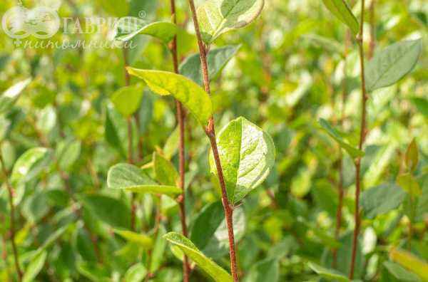 саженцы Кизильник блестящий