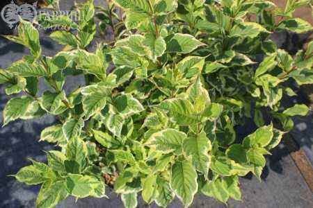 саженцы Вейгела цветущая Nana Variegata