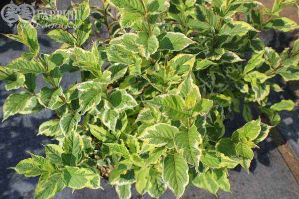 саженцы Вейгела цветущая Nana Variegata