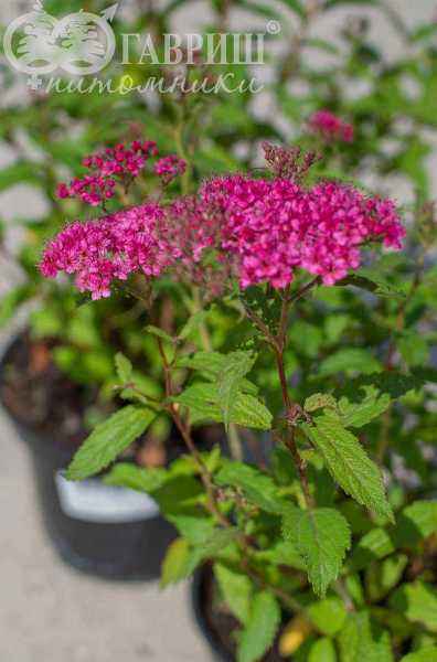 саженцы Спирея японская Neon Flash