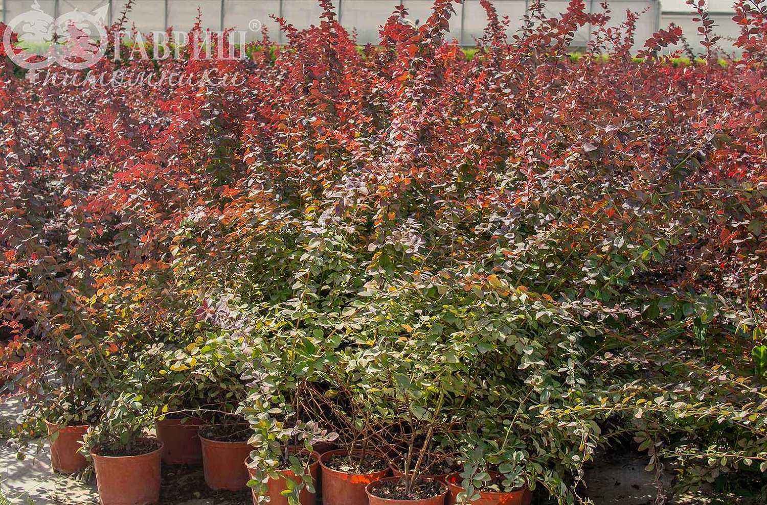 Барбарис Оттавский Superba