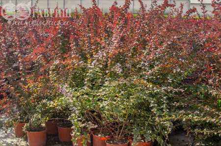 саженцы Барбарис Оттавский Superba