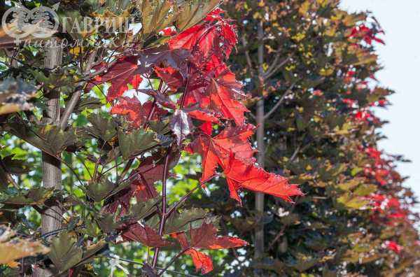 Саженцы клён остролистный crimson sentry