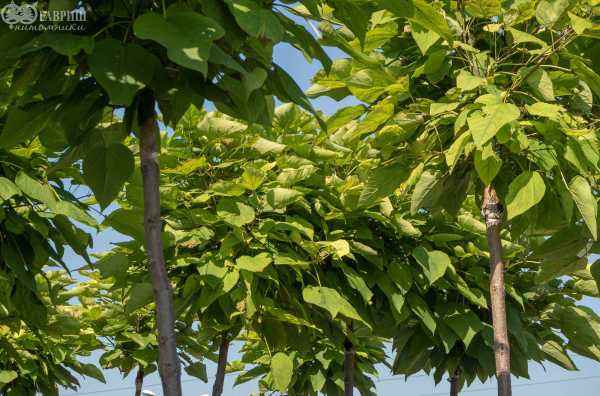 Саженцы катальпа бигнониевидная nana