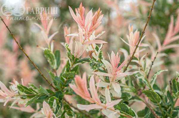 саженцы Ива цельнолистная Hakuro-nishiki (Albovariegata)