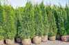 Купить туя западная кубанский изумруд деревья и растения