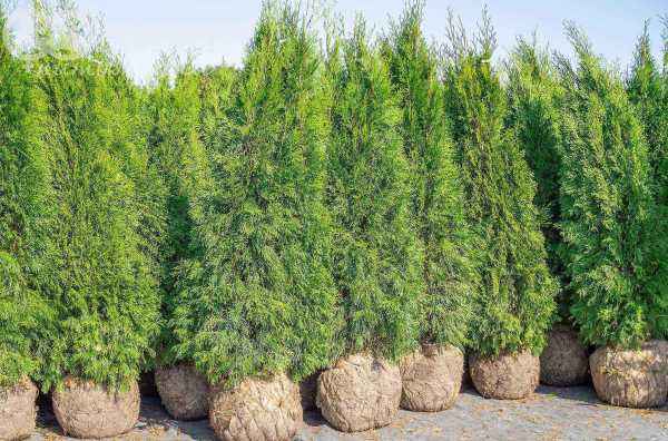 Купить туя западная кубанский изумруд деревья и растения
