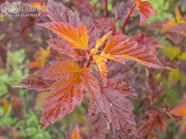 саженцы Пузыреплодник калинолистный Diable D'Or