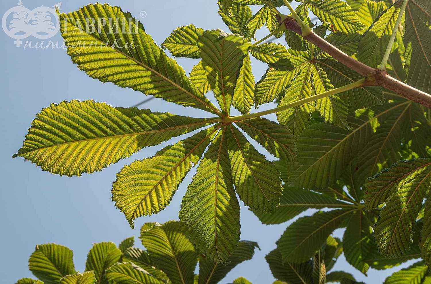 Каштан конский