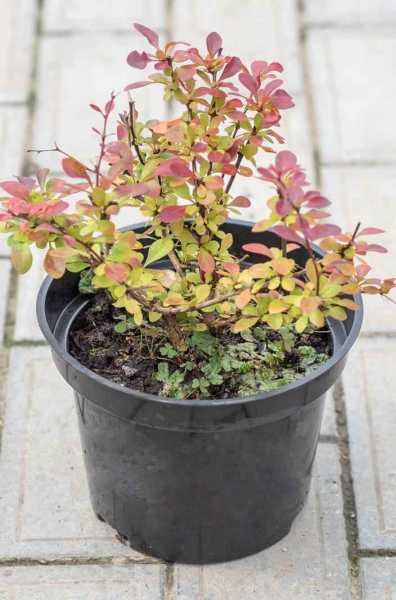 саженцы Барбарис Тунберга Pink Attraction