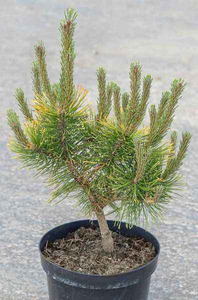 Купить сосна горная carsten деревья и растения