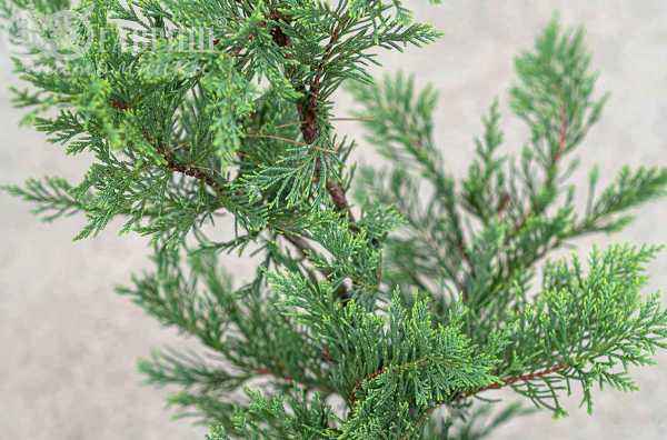 Купить купрессоципарис (кипарисовик) лейланда деревья и растения