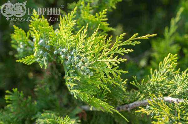Купить кипарисовик лавсона ivonne деревья и растения