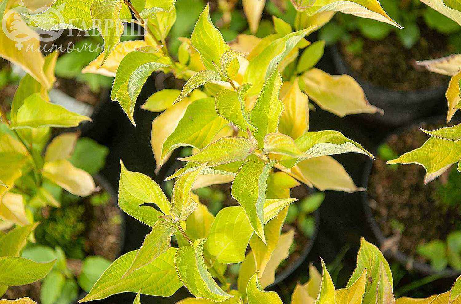 Дерен белый Aurea