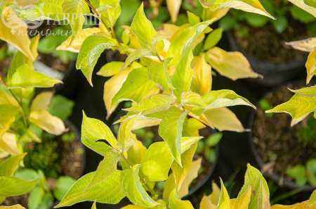 саженцы Дерен белый Aurea