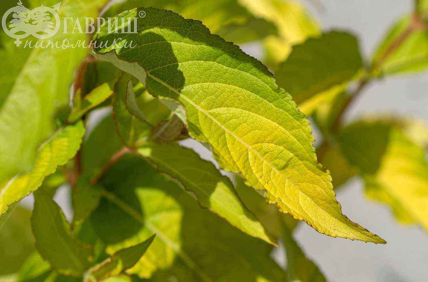 Вейгела цветущая Aurea