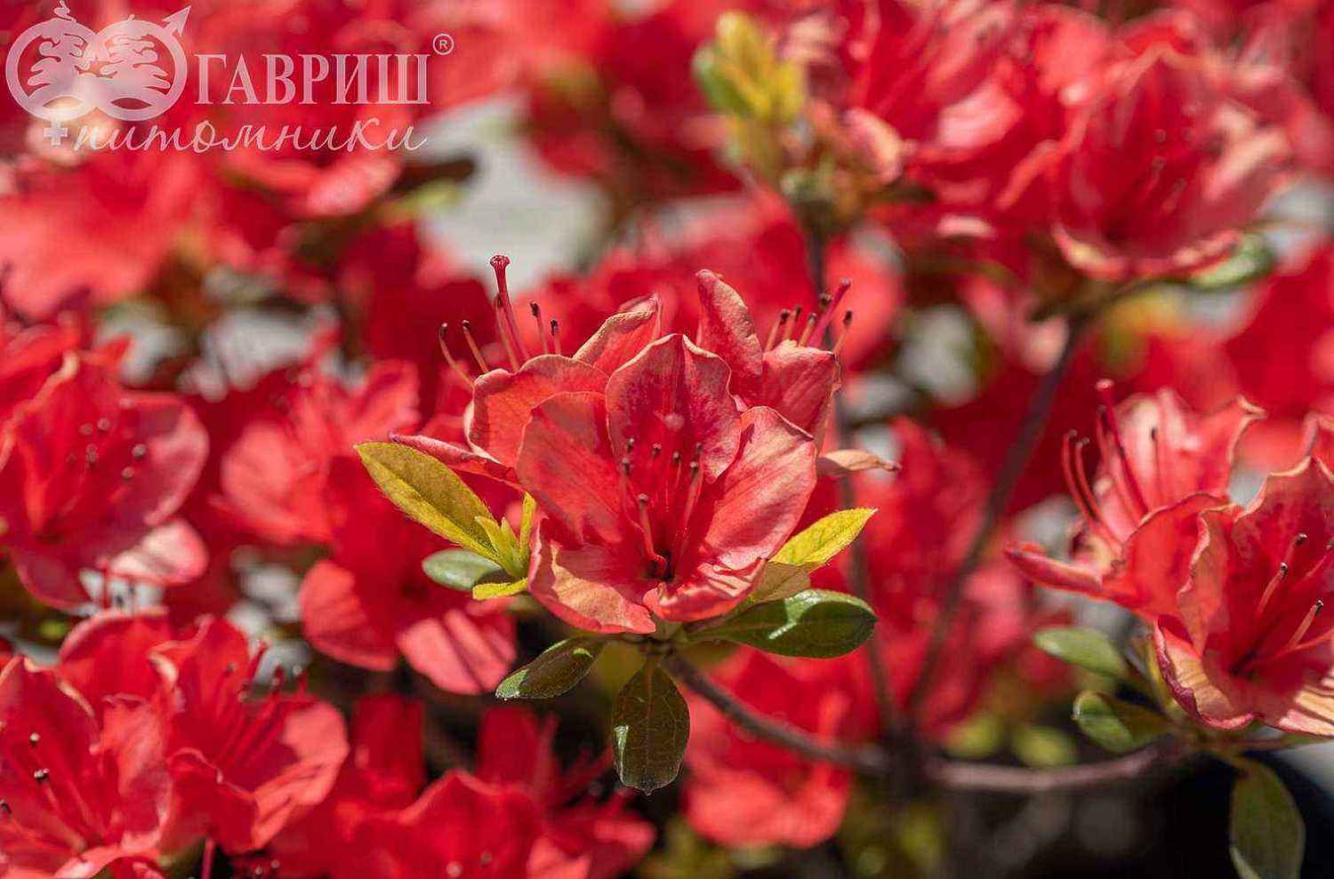 Азалия японcкая Fridoline