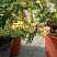 Купить можжевельник китайский expansa variegata деревья и растения