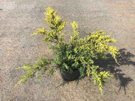 Купить можжевельник средний gold coast деревья и растения