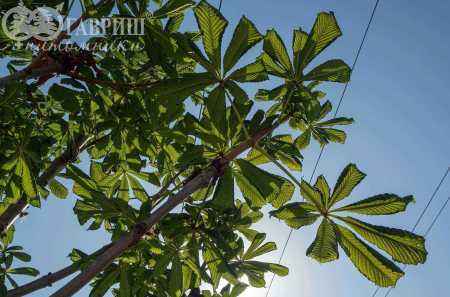саженцы Каштан конский