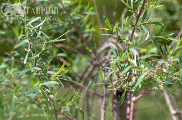 саженцы Ива пурпурная Pendula