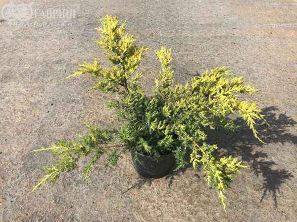 Купить можжевельник средний gold coast деревья и растения