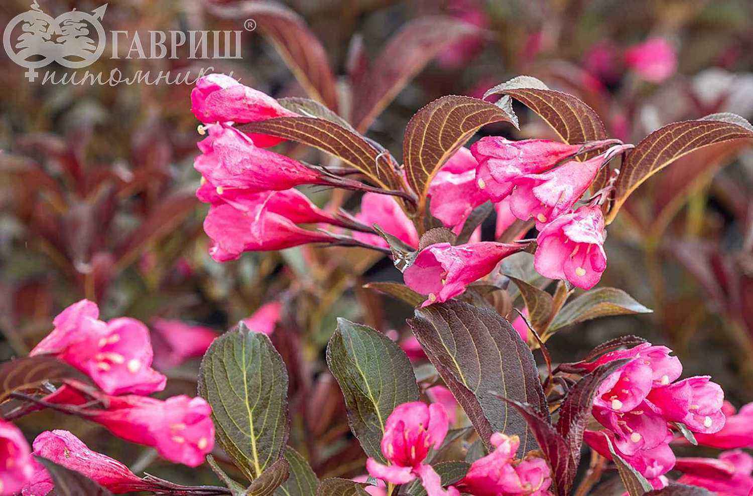 Вейгела цветущая Alexandra