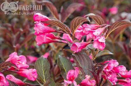 саженцы Вейгела цветущая Alexandra