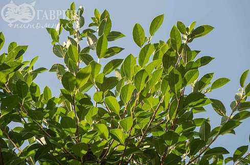 Саженцы вишня кустарниковая globosa (вишня шаровидная umbraculifera)