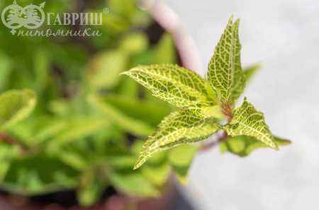 саженцы Форзиция промежуточная (корейская) Kumson